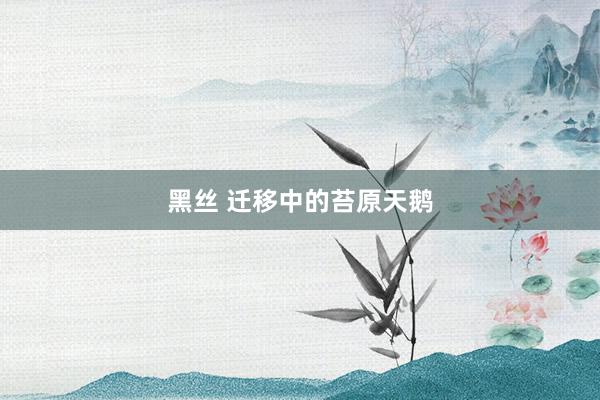 黑丝 迁移中的苔原天鹅